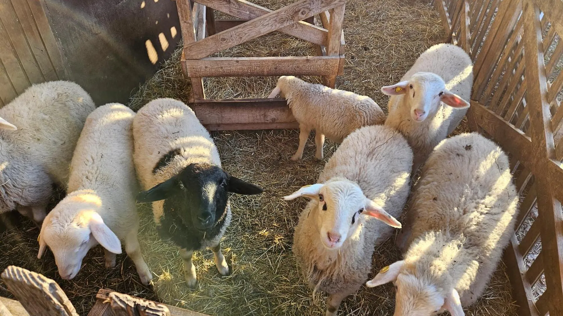 Tourist Farm Pr'Dovar Cerklje na Gorenjskem Nocleg ze śniadaniem
