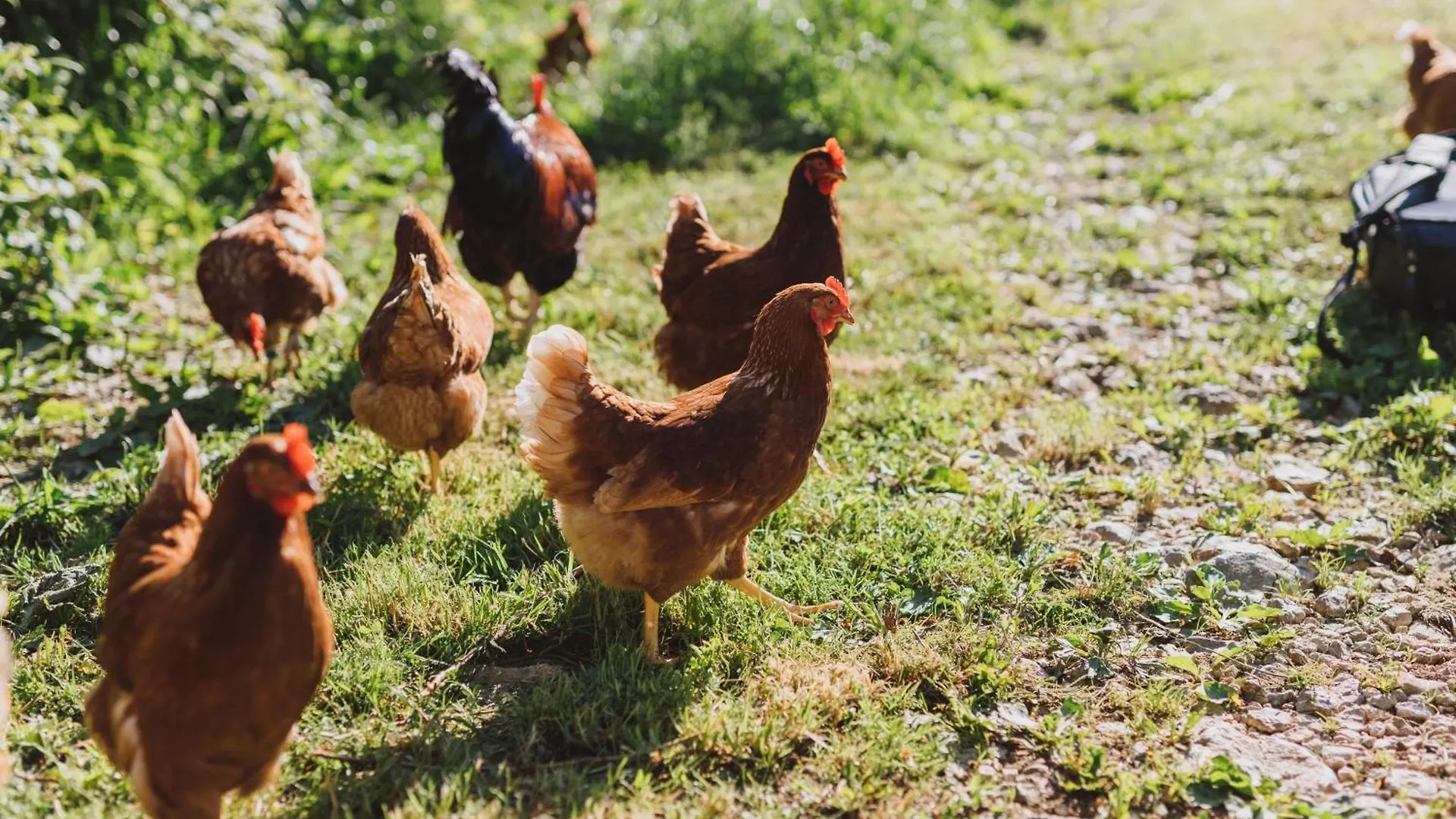 Nocleg ze śniadaniem Tourist Farm Pr'Dovar Cerklje na Gorenjskem